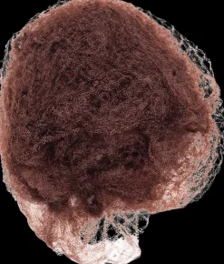 Cailap Nutturaverkko ruskea 5 kpl