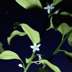 Chloé Nomade Nuit d´egypte EdP tuoksu 30 ml