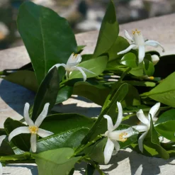 Dolce & Gabbana Devotion EdP tuoksu 50 ml