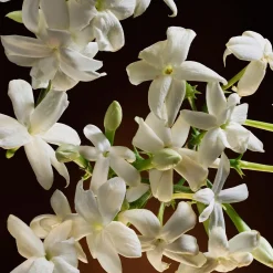 Dolce&Gabbana The One Eau de Parfum Intense 30ml