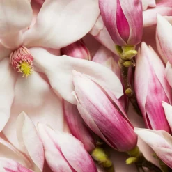 Escada Celebrate N.O.W. EdP tuoksu 30 ml