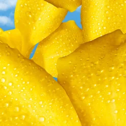 Escada Yum Me Sunny EdP 50 ml -tuoksu