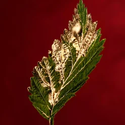 Hugo Boss Alive Absolu EdP tuoksu 30 ml