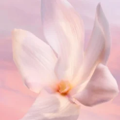 La vie est Belle Vanille Nude 30 ml -tuoksu